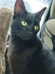 Lost Male Cat last seen Near Textile St, Johnson City, TN 37604