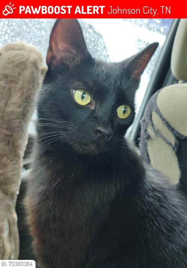 Lost Male Cat last seen Near Textile St, Johnson City, TN 37604