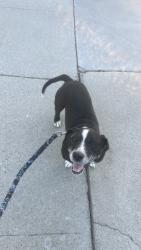 Reunited Male Dog last seen At the end of the Amaryl Ct. cul de sac, San Jose, CA 95132
