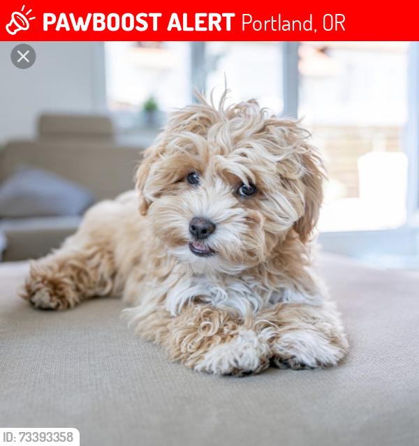 Lost Male Dog last seen 162nd and Glisan, Portland, OR 97204