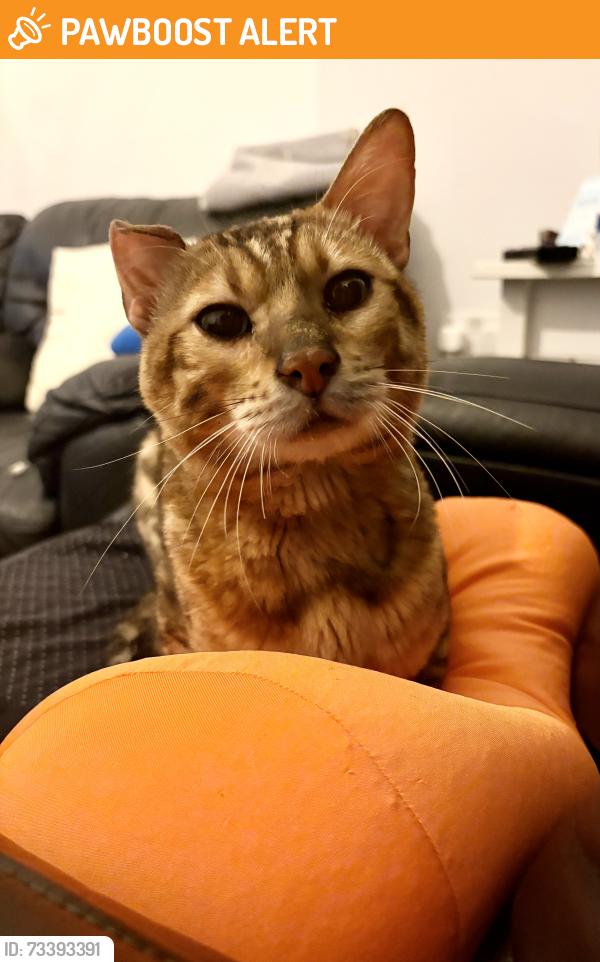 Found/Stray Unknown Cat last seen Near the Greenway & Brampton Park, E6, Greater London, England E6 3PP