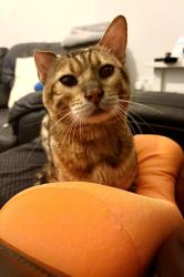 Found/Stray Unknown Cat last seen Near the Greenway & Brampton Park, E6, Greater London, England E6 3PP