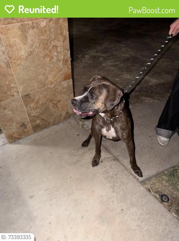 Reunited Female Dog last seen Hilltop Elementary, Chula Vista, CA 91910