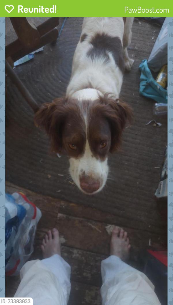 Reunited Female Dog last seen Skylark and Grand Ave, Lake Elsinore, CA 92530