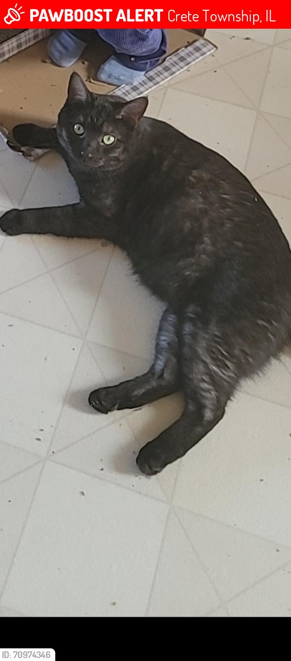 Lost Male Cat last seen Goodenow & Oriole, Crete Township, IL 60401