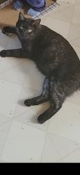 Lost Male Cat last seen Goodenow & Oriole, Crete Township, IL 60401