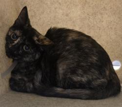 Shelter Stray Female Cat last seen , 5210 W Ave I, Lancaster, CA 93536, USA