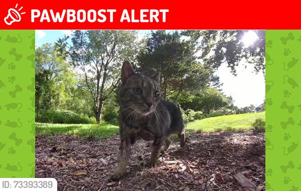 Lost Female Cat last seen Willow Run & Valley Green in Applewood, Fogelsville, PA, Upper Macungie Township, PA 18051