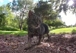 Lost Female Cat last seen Willow Run & Valley Green in Applewood, Fogelsville, PA, Upper Macungie Township, PA 18051
