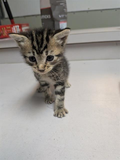 Shelter Stray Male Cat last seen Near BLOCK CHAFFEE RD S, 2020 Forest St, Jacksonville, FL 32204, USA