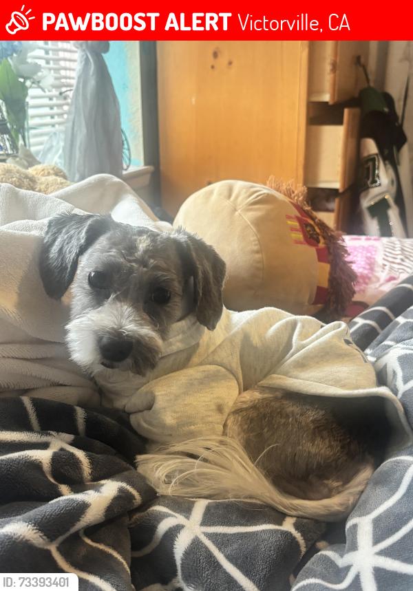 Lost Male Dog last seen Hiddenwood ~ Nisqualli, Victorville, CA 92395