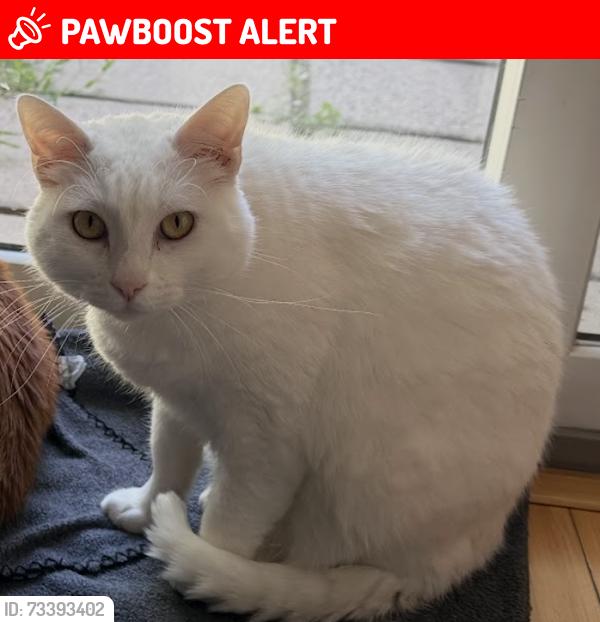 Lost Female Cat last seen B66 4SP, Birmingham, England B66 4SP