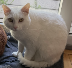 Lost Female Cat last seen B66 4SP, Birmingham, England B66 4SP