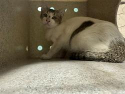 Shelter Stray Female Cat last seen , 4275 Elton St, Baldwin Park, CA 91706, USA