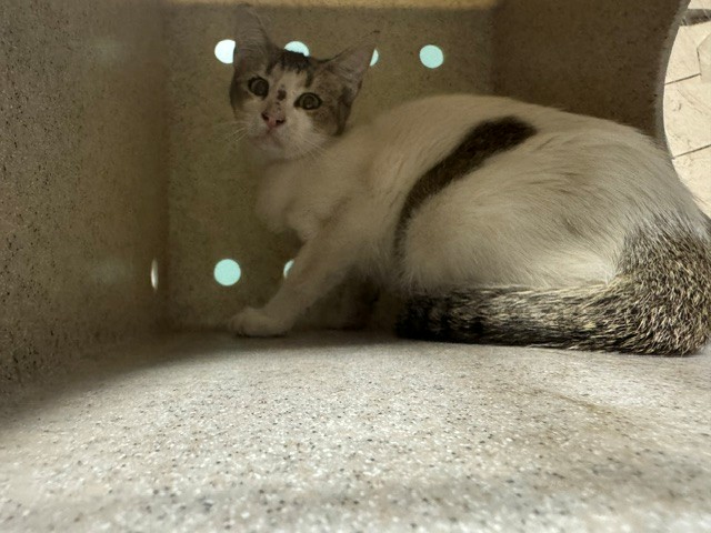 Shelter Stray Female Cat last seen , 4275 Elton St, Baldwin Park, CA 91706, USA