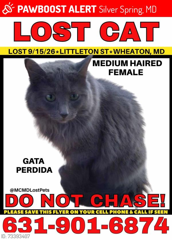 Lost Female Cat last seen Neola Road, Silver Spring, MD 20906