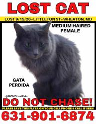 Lost Female Cat last seen Neola Road, Silver Spring, MD 20906