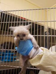Shelter Stray Male Cat last seen 23RD ST & SUTTERVILLE BYP, 2127 Front St, Sacramento, CA 95818, USA