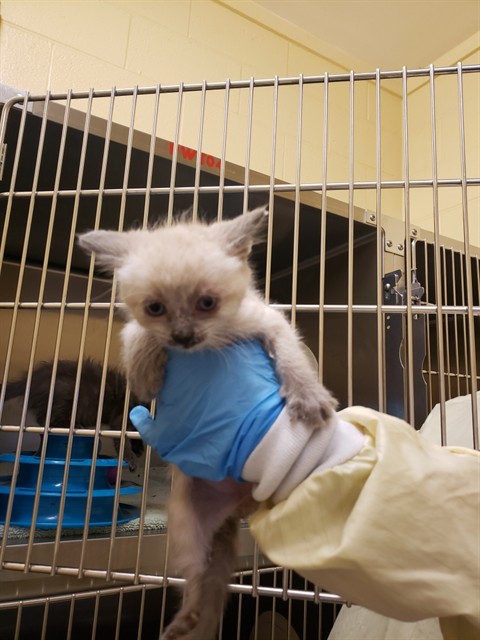 Shelter Stray Male Cat last seen 23RD ST & SUTTERVILLE BYP, 2127 Front St, Sacramento, CA 95818, USA