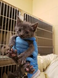 Shelter Stray Male Cat last seen 23RD ST & SUTTERVILLE BYP, 2127 Front St, Sacramento, CA 95818, USA