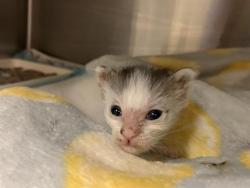 Shelter Stray Female Cat last seen SPECKLED DACE WAY & FREEPORT BLVD, 2127 Front St, Sacramento, CA 95818, USA