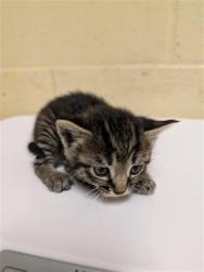 Shelter Stray Female Cat last seen FLOURISH LN & E COMMERCE WAY, 2127 Front St, Sacramento, CA 95818, USA