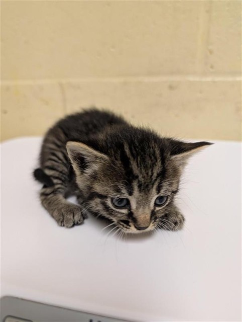 Shelter Stray Female Cat last seen FLOURISH LN & E COMMERCE WAY, 2127 Front St, Sacramento, CA 95818, USA