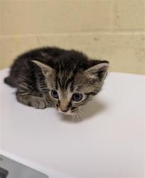 Shelter Stray Female Cat last seen FLOURISH LN & E COMMERCE WAY, 2127 Front St, Sacramento, CA 95818, USA