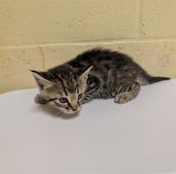 Shelter Stray Female Cat last seen FLOURISH LN & E COMMERCE WAY, 2127 Front St, Sacramento, CA 95818, USA