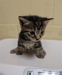 Shelter Stray Female Cat last seen FLOURISH LN & E COMMERCE WAY, 2127 Front St, Sacramento, CA 95818, USA
