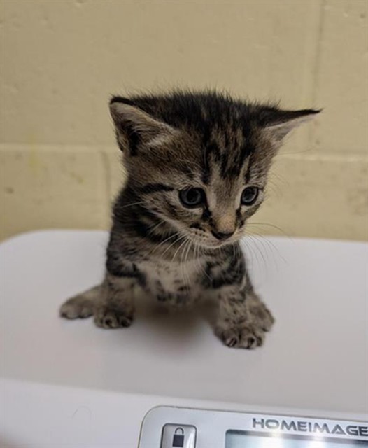 Shelter Stray Female Cat last seen FLOURISH LN & E COMMERCE WAY, 2127 Front St, Sacramento, CA 95818, USA