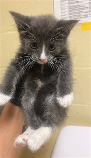Shelter Stray Female Cat last seen BACK CIR & EDISON AVE, 2127 Front St, Sacramento, CA 95818, USA