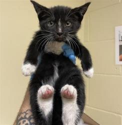 Shelter Stray Female Cat last seen FLORIN RD & 20TH ST, 2127 Front St, Sacramento, CA 95818, USA