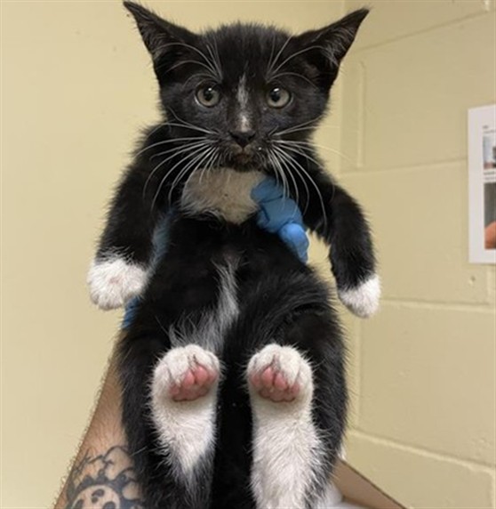 Shelter Stray Female Cat last seen FLORIN RD & 20TH ST, 2127 Front St, Sacramento, CA 95818, USA