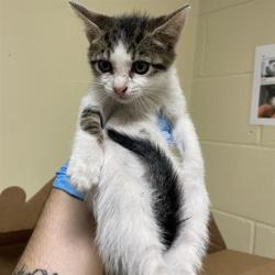 Shelter Stray Female Cat last seen FLORIN RD & 20TH ST, 2127 Front St, Sacramento, CA 95818, USA
