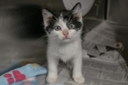 Shelter Stray Female Cat last seen HUNTERSVILLE, 8315 Byrum Dr, Charlotte, NC 28217, USA