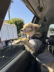 Lost Male Dog last seen Broadway and 80th Street by the 110 freeway, Los Angeles, CA 90003
