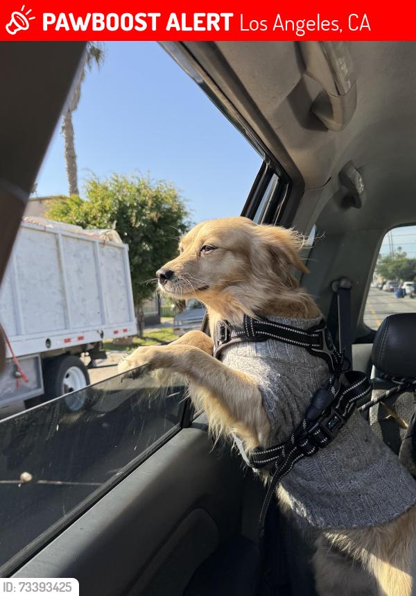 Lost Male Dog last seen Broadway and 80th Street by the 110 freeway, Los Angeles, CA 90003