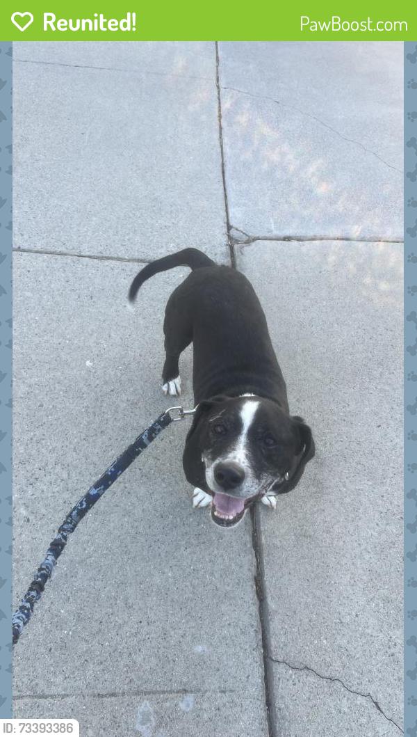 Reunited Male Dog last seen At the end of the Amaryl Ct. cul de sac, San Jose, CA 95132