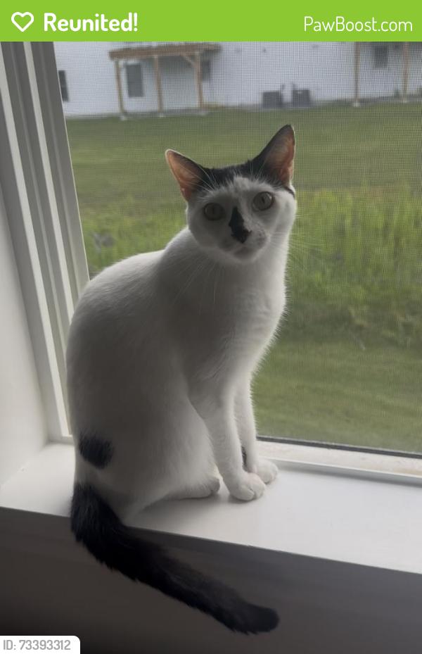 Reunited Female Cat last seen Mustang DR 7A, Litchfield, NH 03052