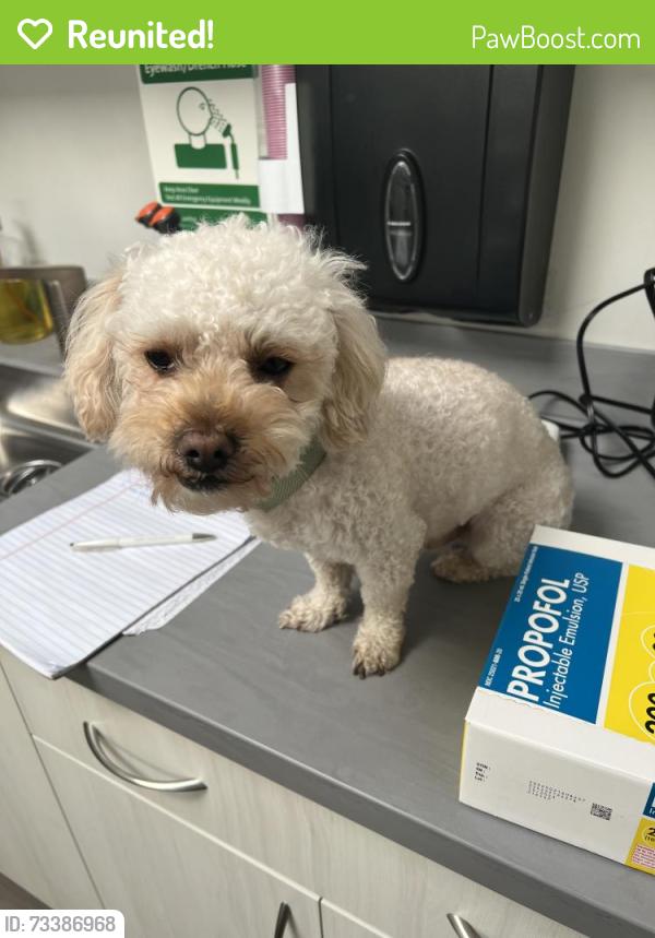 Reunited Male Dog last seen East market, Daly City, CA 94014