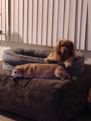 Lost Female Dog last seen Wyandotte Street and Teddy, Las Vegas, NV 89102