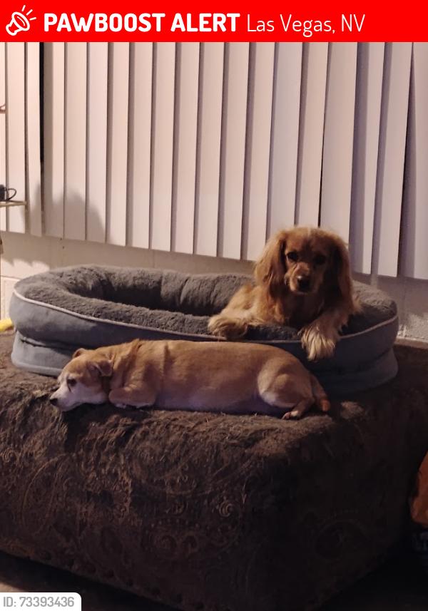 Lost Female Dog last seen Wyandotte Street and Teddy, Las Vegas, NV 89102