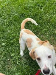 Lost Male Dog last seen Lavale, MD, La Vale, MD 21502