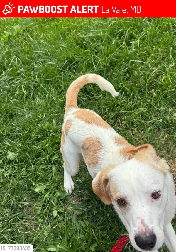 Lost Male Dog last seen Lavale, MD, La Vale, MD 21502