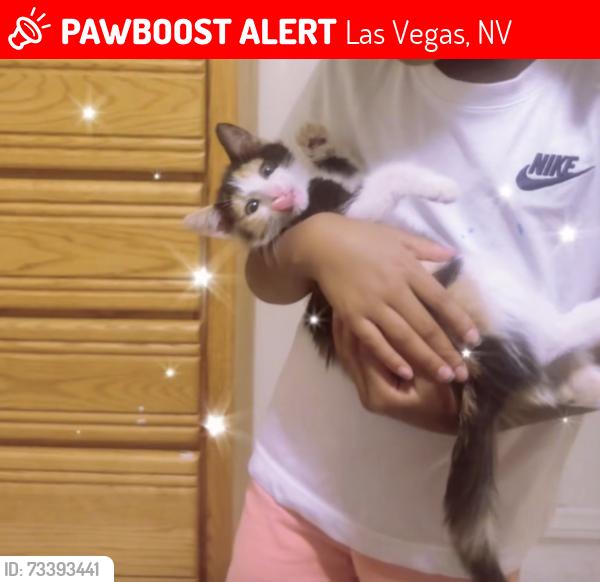 Lost Female Cat last seen Marion and Owen’s, Las Vegas, NV 89115