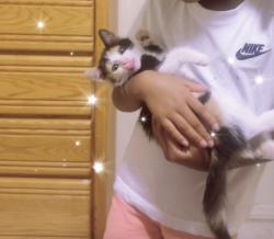 Lost Female Cat last seen Marion and Owen’s, Las Vegas, NV 89115