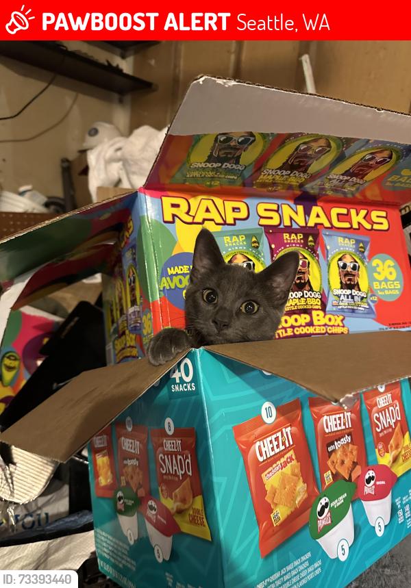Lost Unknown Cat last seen White center heights elementary, Seattle, WA 98146