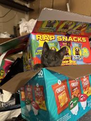 Lost Unknown Cat last seen White center heights elementary, Seattle, WA 98146