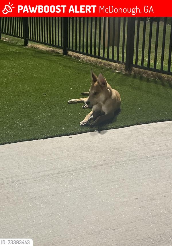 Lost Male Dog last seen Costco, McDonough, GA 30253